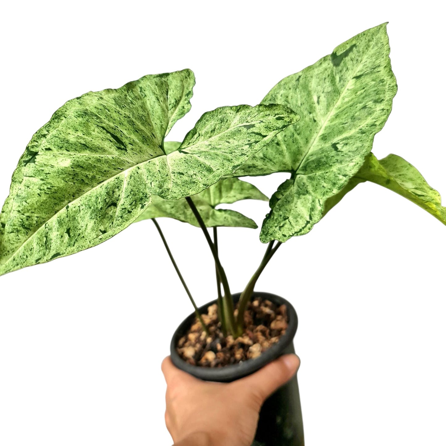 Syngonium Green Freckles Allusion Tropical Plants KOKONATPLANT