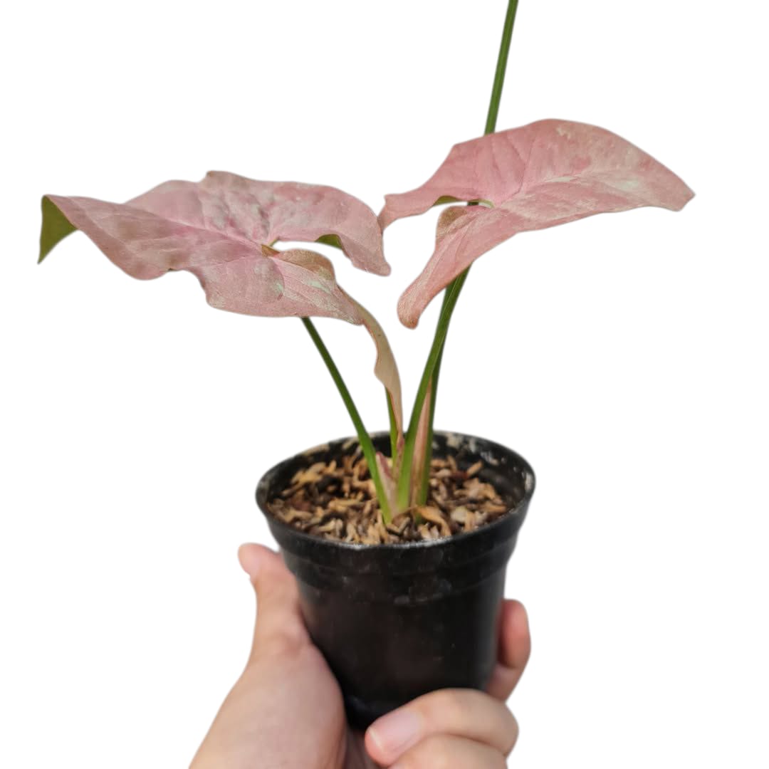 Syngonium Pink Candy Variegated Tropical Plants KOKONATPLANT