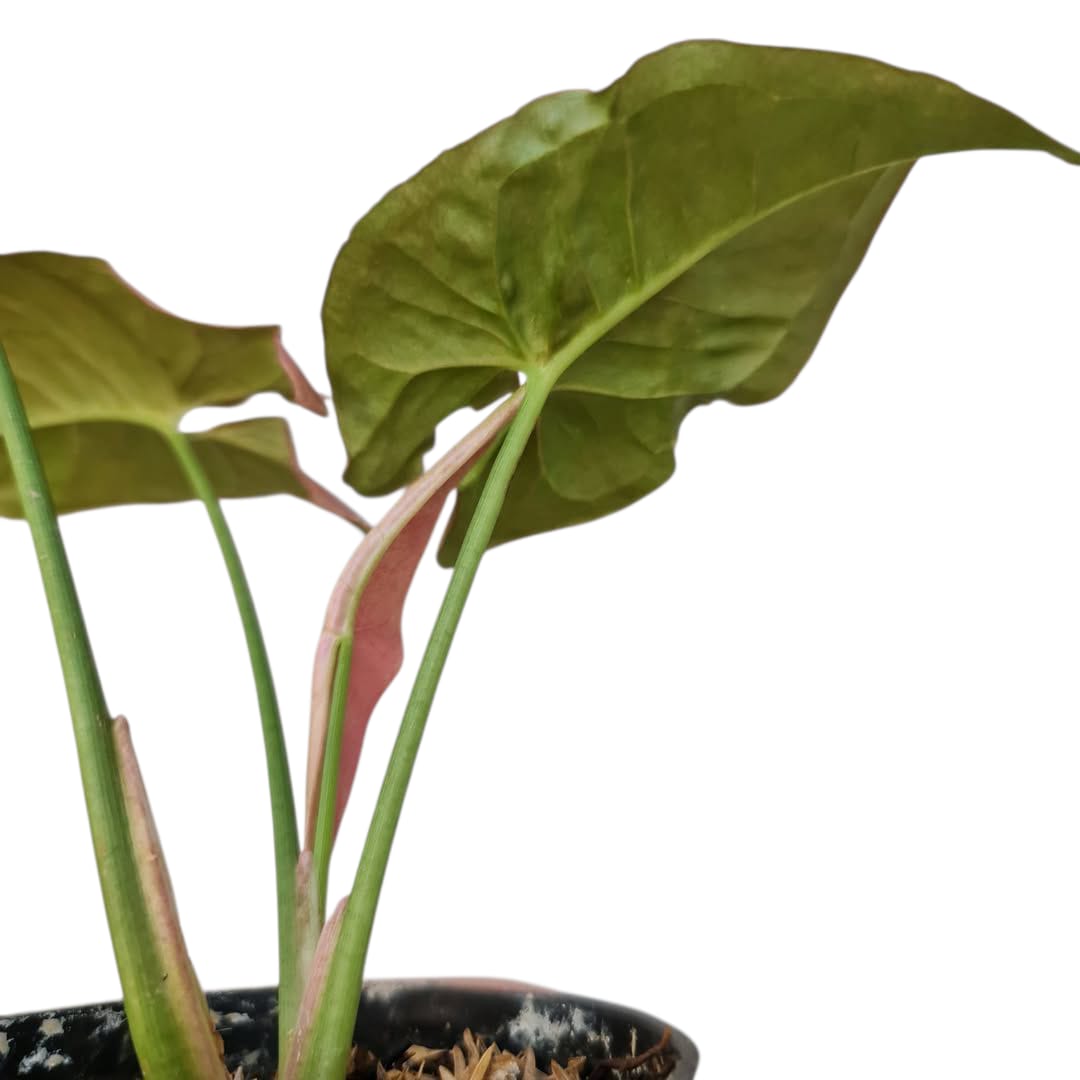 Syngonium Pink Candy Variegated Tropical Plants KOKONATPLANT