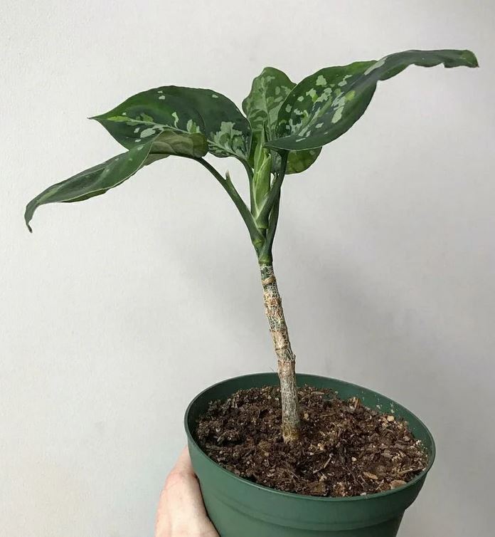 Aglaonema Pictum Tricolor KOKONATPLANT