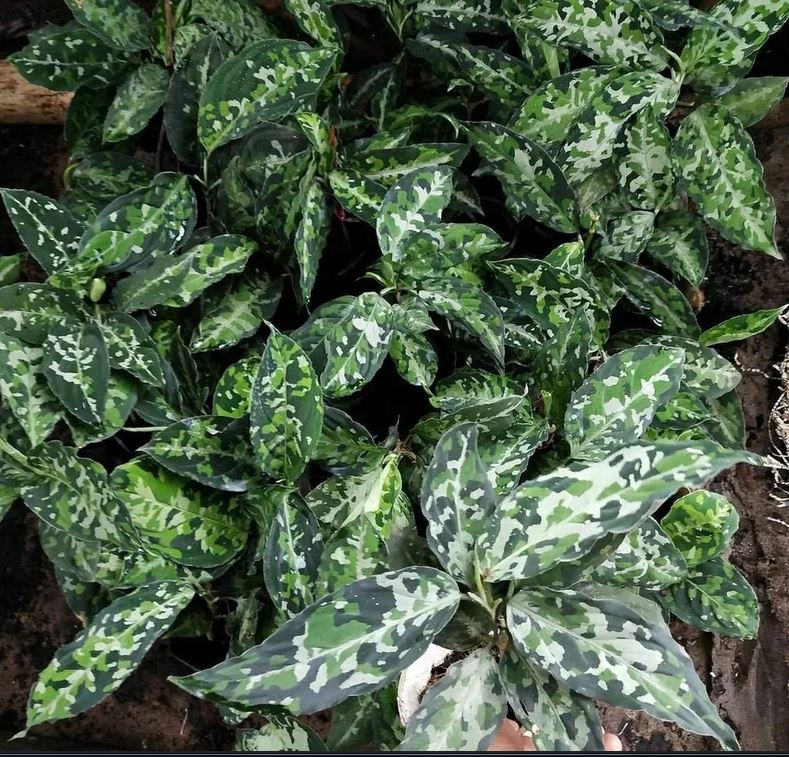 Aglaonema Pictum Tricolor KOKONATPLANT