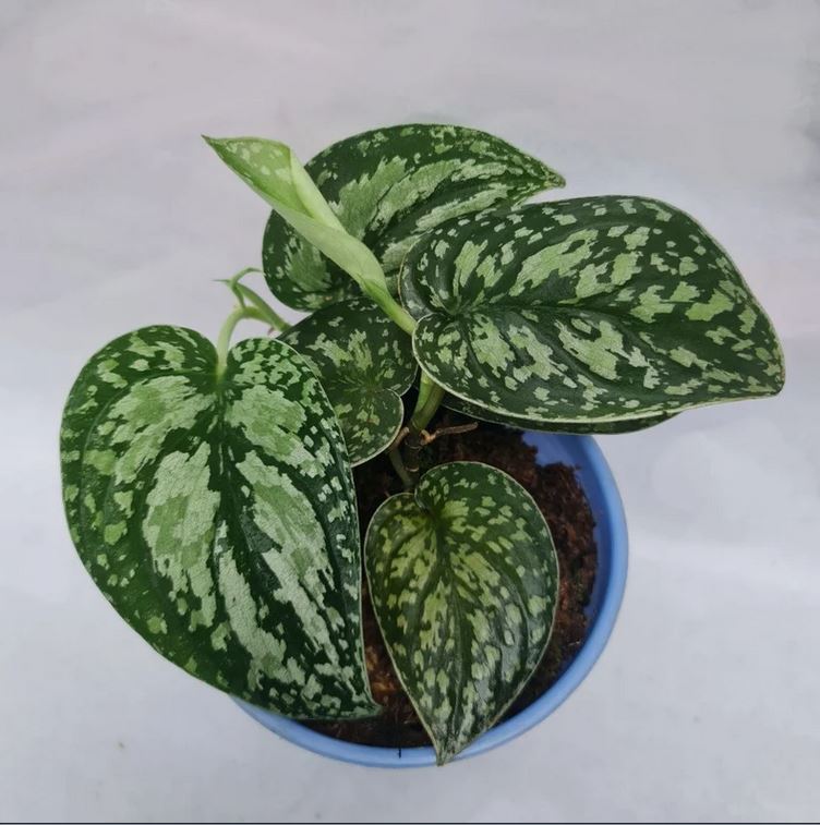 Scindapsus Tricolor Tropical Plants KOKONATPLANT