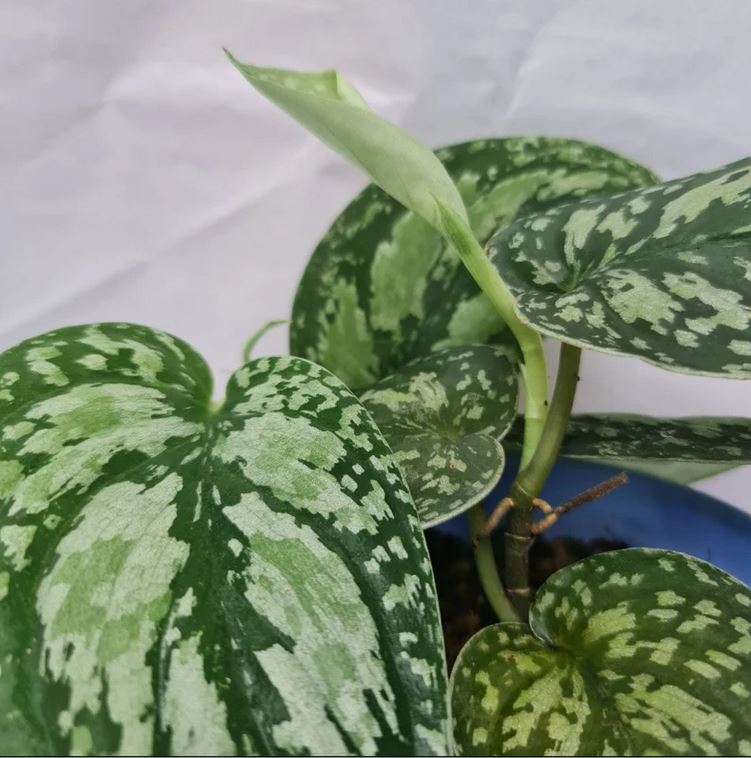 Scindapsus Tricolor Tropical Plants KOKONATPLANT