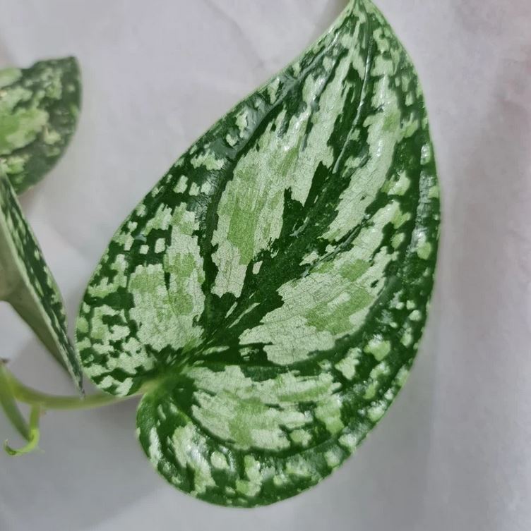 Scindapsus Tricolor Tropical Plants KOKONATPLANT