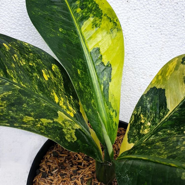 Dieffenbachia Big Ben Variegated dieffenbachia daguensis Tropical Plants KOKONATPLANT