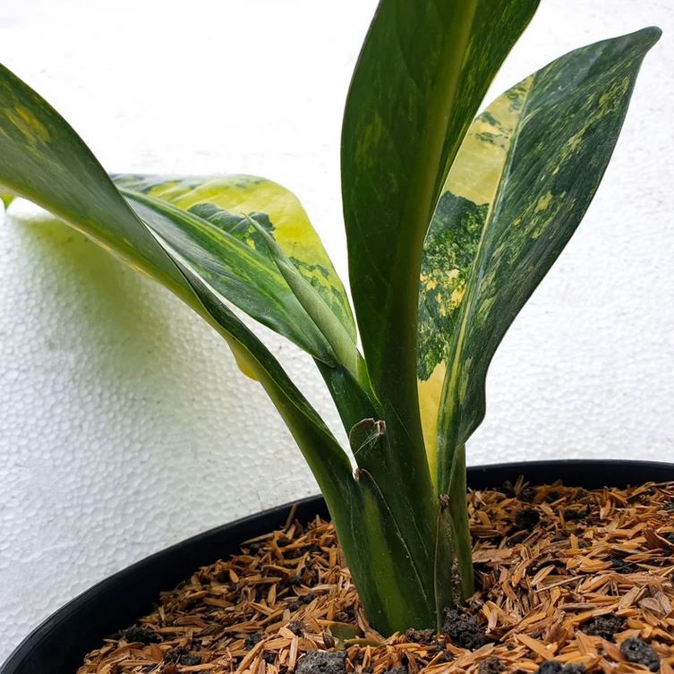 Dieffenbachia Big Ben Variegated dieffenbachia daguensis Tropical Plants KOKONATPLANT