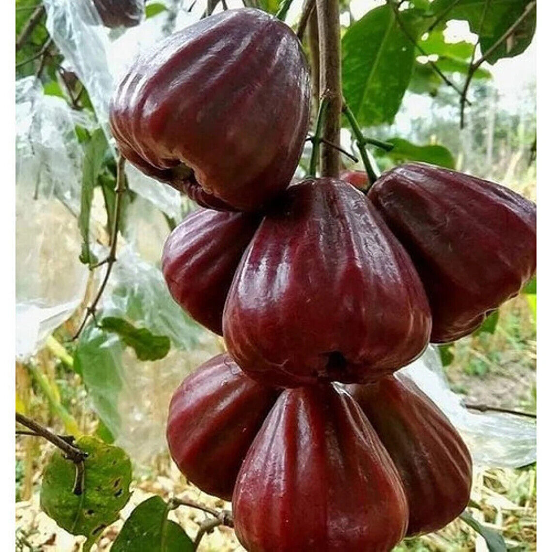 Wholesale Grafted Black Diamond Water Apple Fruit Tree