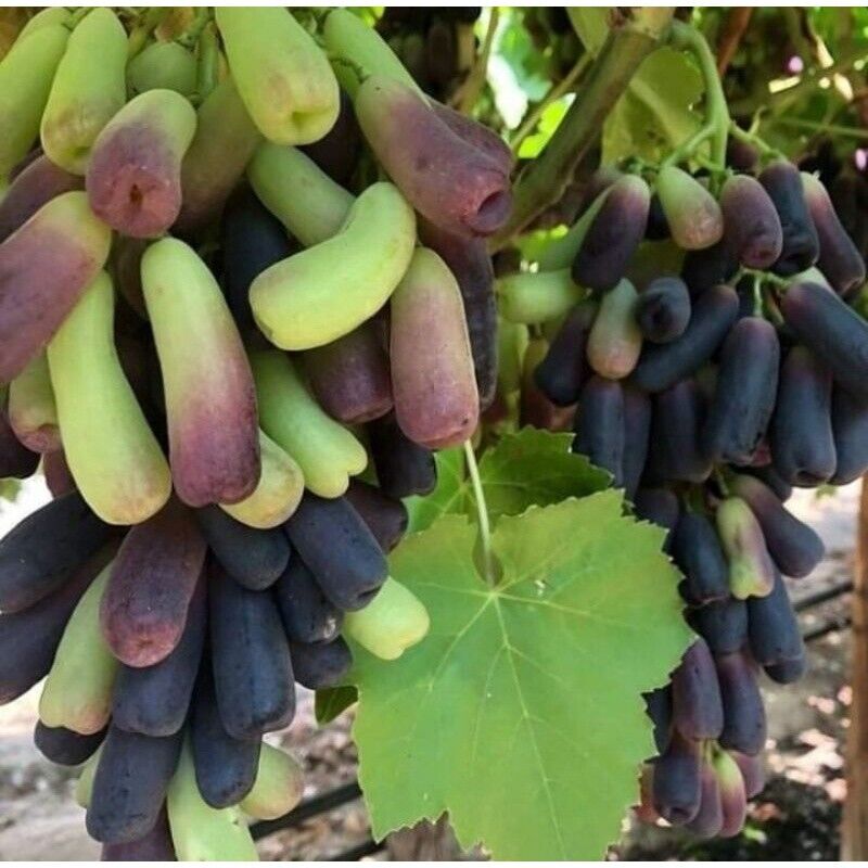 Wholesale Grafted Grape Mondrop Fruit Tree