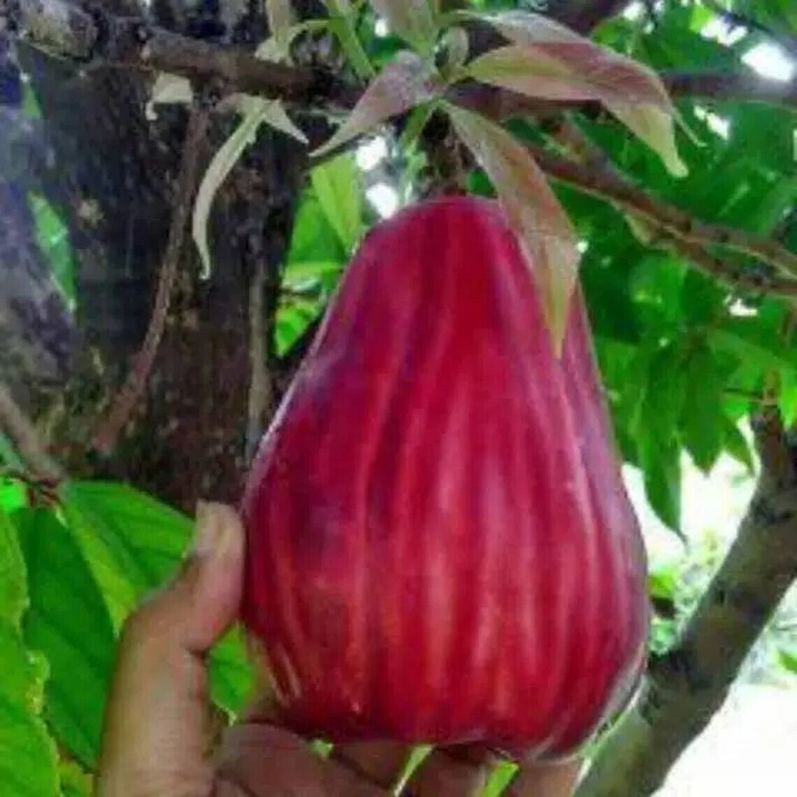 Wholesale Grafted Jamaica Water Apple Plant Live, Fruit Tree