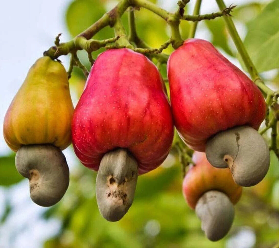Wholesale Grafted Cashew (Anacardium occidentale) Plant Live, Fruit Tree
