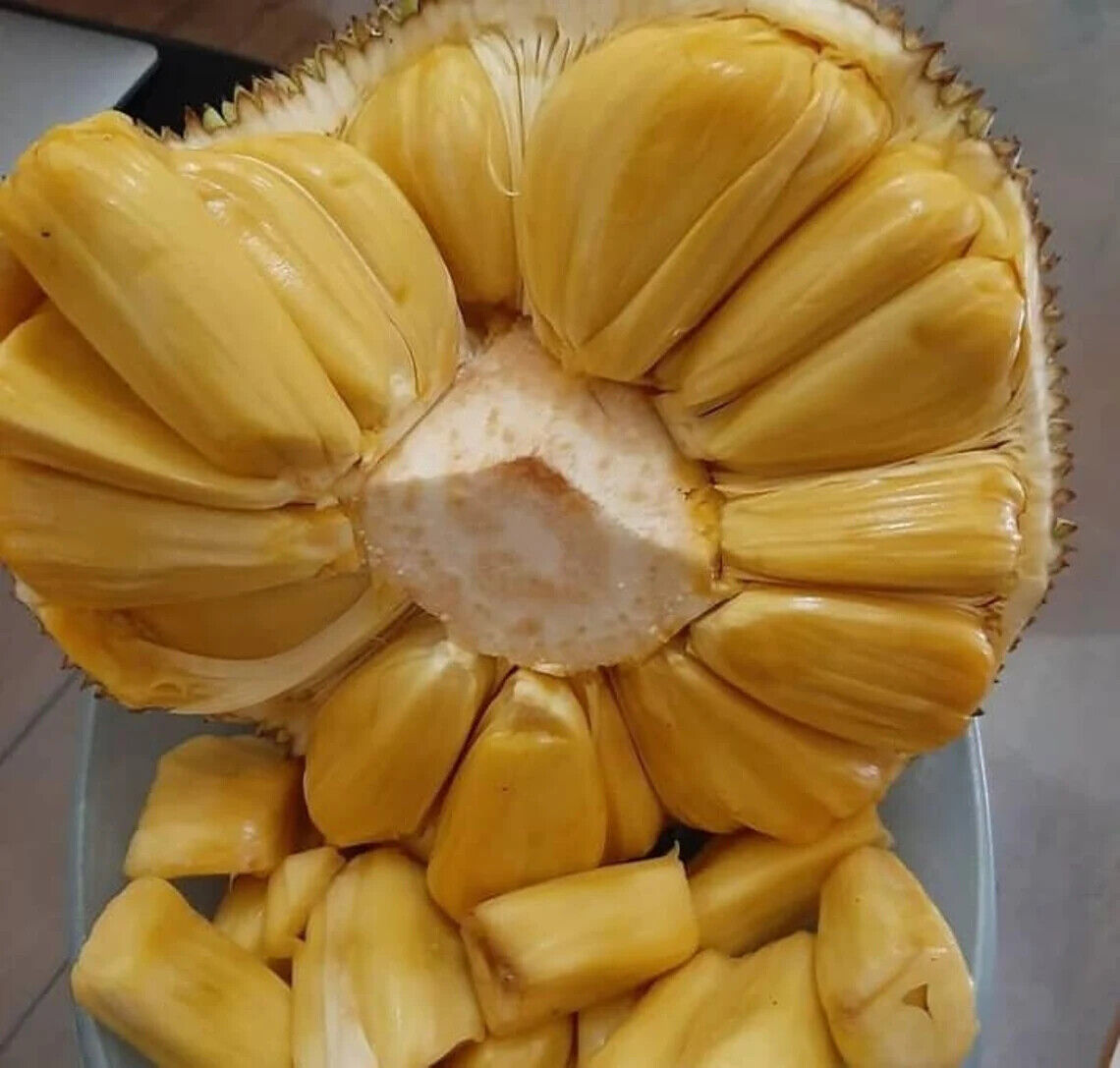 Wholesale Grafted Honey Jackfruit Plant Live, Fruit Tree