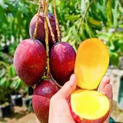 Wholesale Grafted Mango Miyazaki Plant Live, Fruit Tree