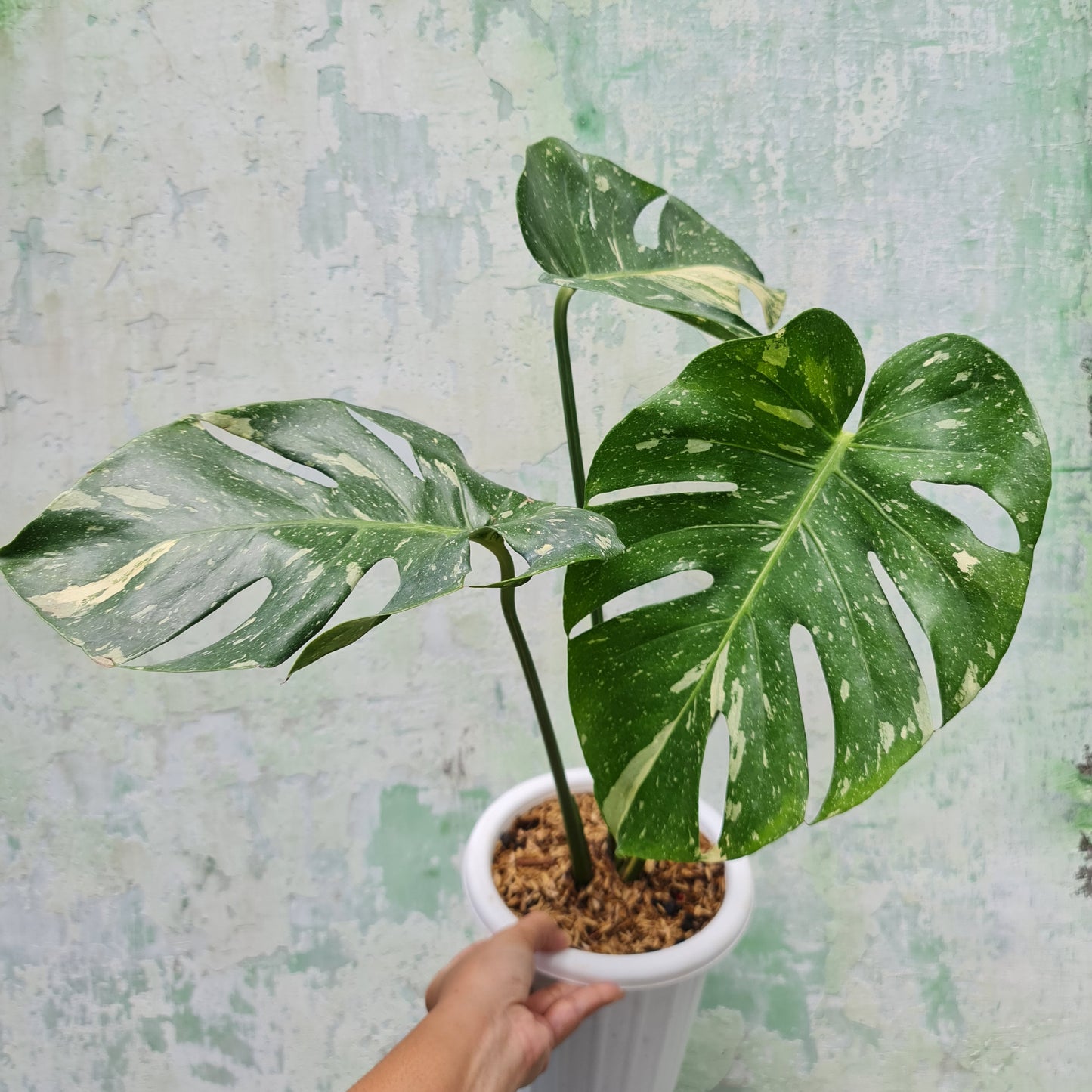 BIG Monstera Thai Constellation KOKONATPLANT