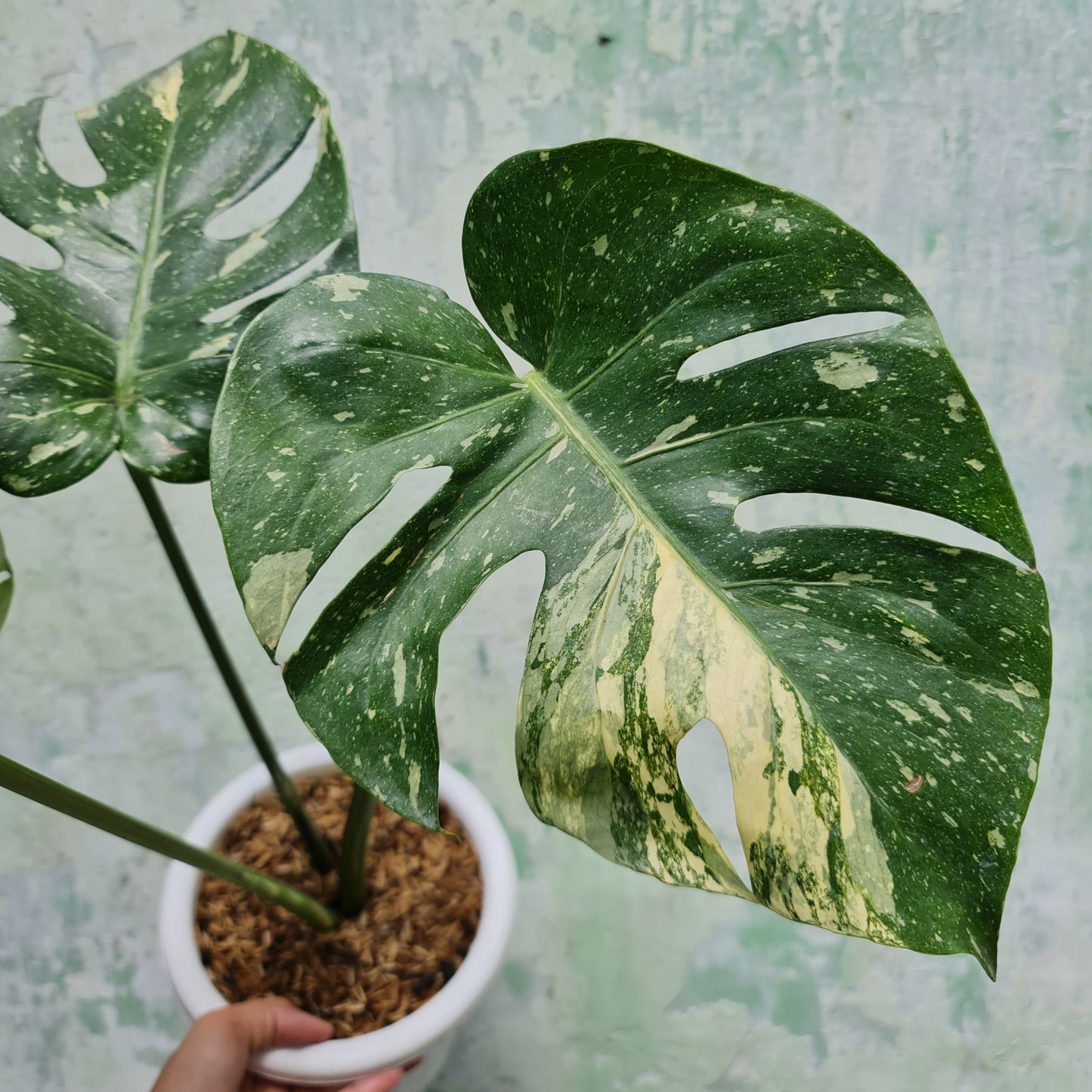 BIG Monstera Thai Constellation KOKONATPLANT