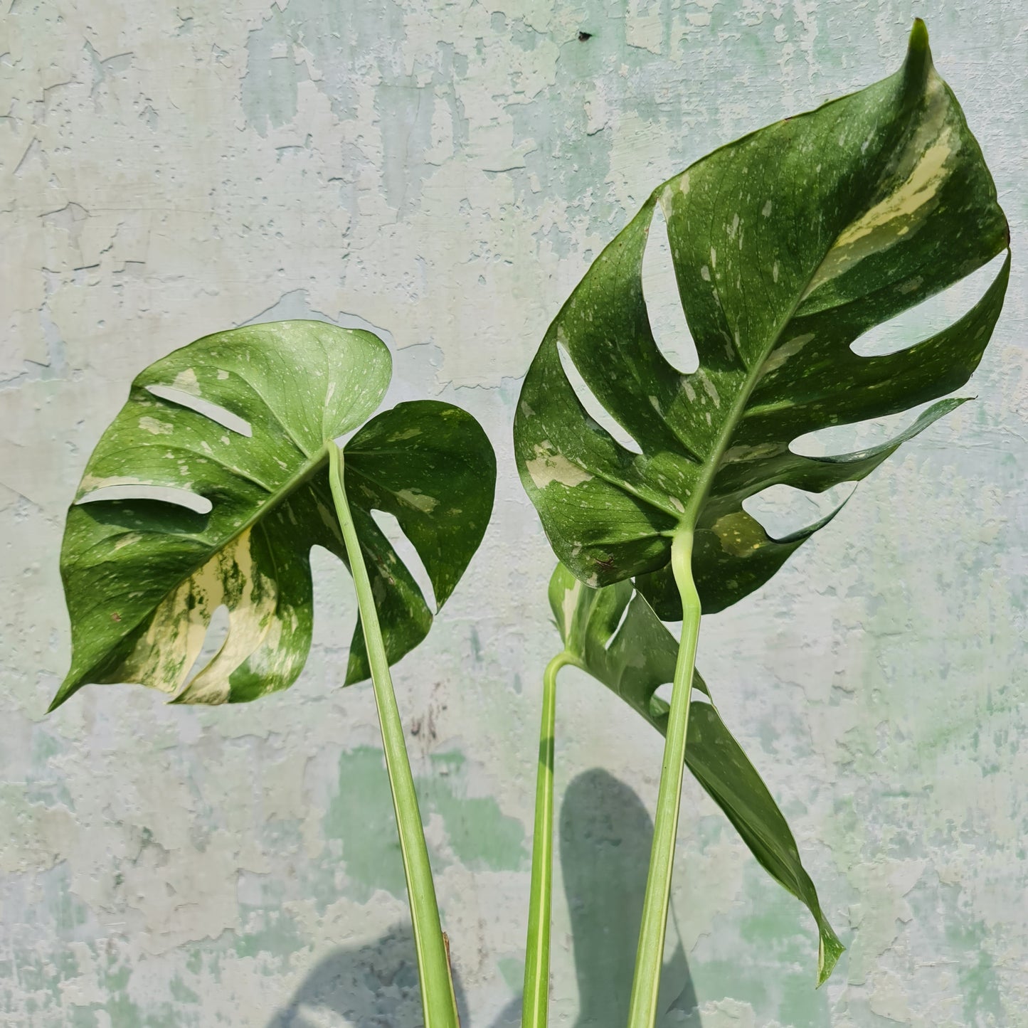 BIG Monstera Thai Constellation KOKONATPLANT