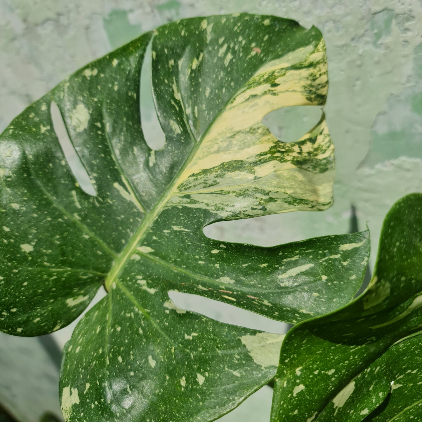 BIG Monstera Thai Constellation KOKONATPLANT