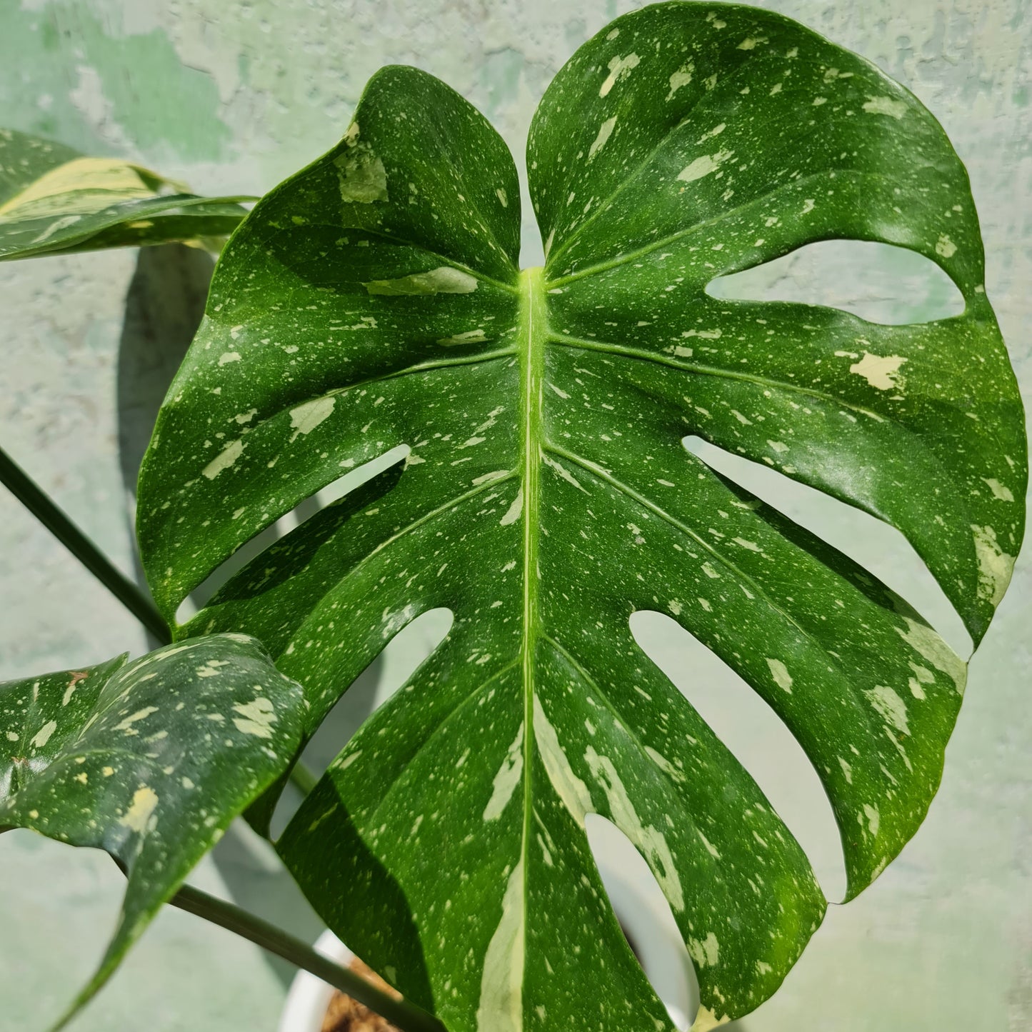 BIG Monstera Thai Constellation KOKONATPLANT
