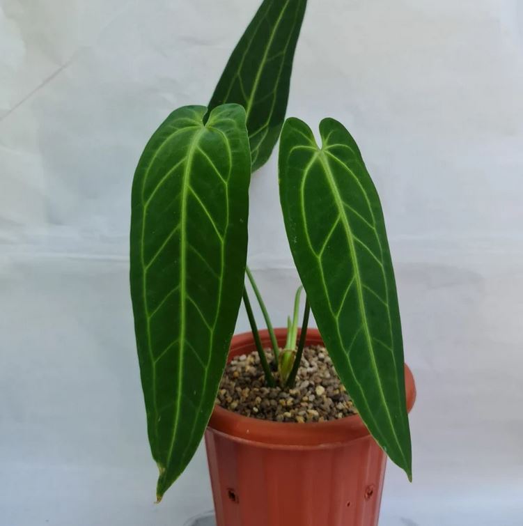 Anthurium Warocqueanum Tropical plants KOKONATPLANT