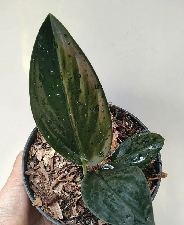 Scindapsus Treubii Dark Form Tropical Plants KOKONATPLANT