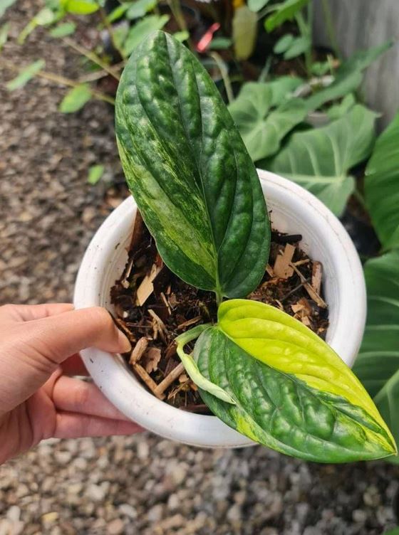 Monstera Karstenianum Variegated Monstera Peru Variegated Tropical Plants KOKONATPLANT