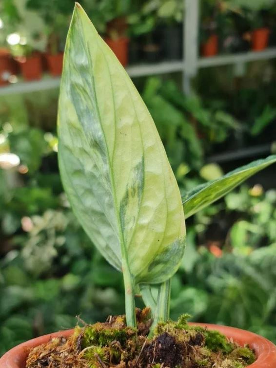 Monstera Karstenianum Variegated Monstera Peru Variegated Tropical Plants KOKONATPLANT