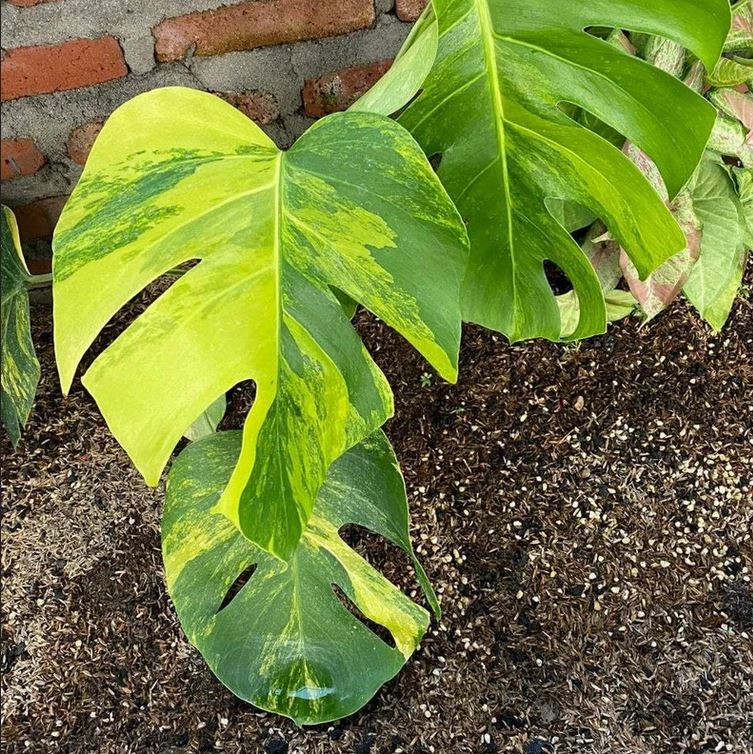 Monstera Aurea SMALL KOKONATPLANT