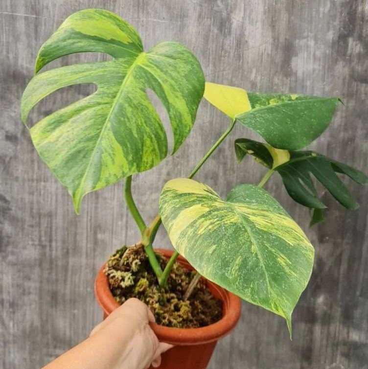Monstera Aurea SMALL KOKONATPLANT