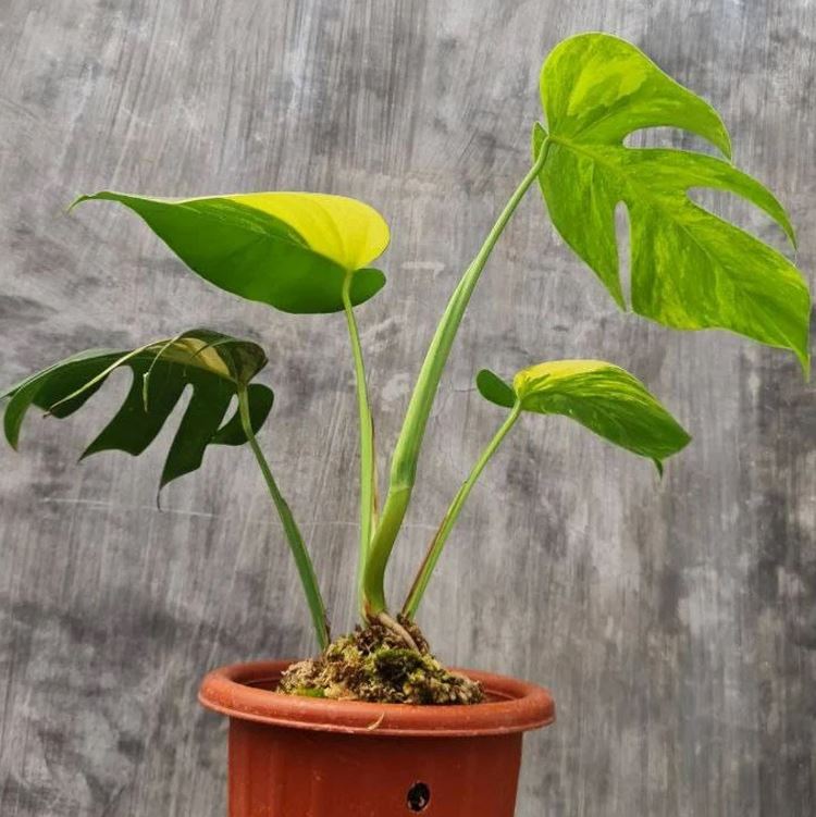 Monstera Aurea SMALL KOKONATPLANT