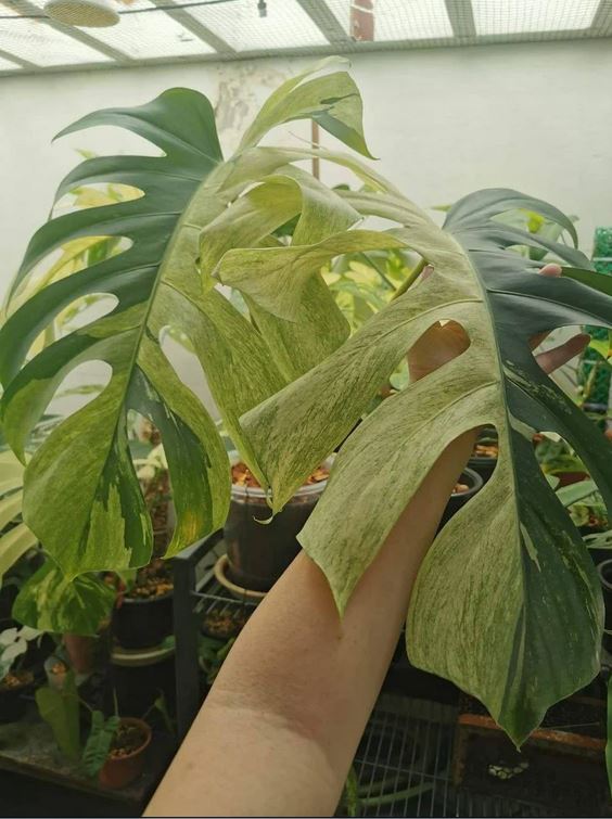 Monstera Mint (1 old leaf, 1 new active leaf) Tropical Plant Real Picture KOKONATPLANT