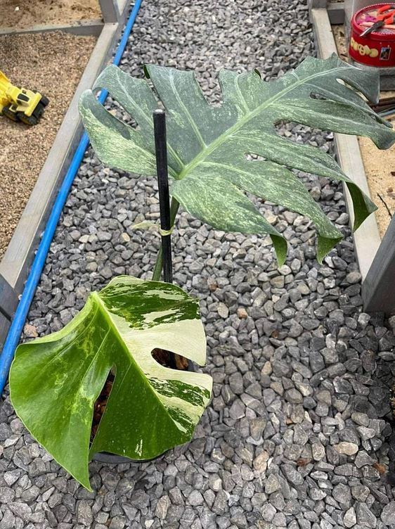Monstera Mint (1 old leaf, 1 new active leaf) Tropical Plant Real Picture KOKONATPLANT