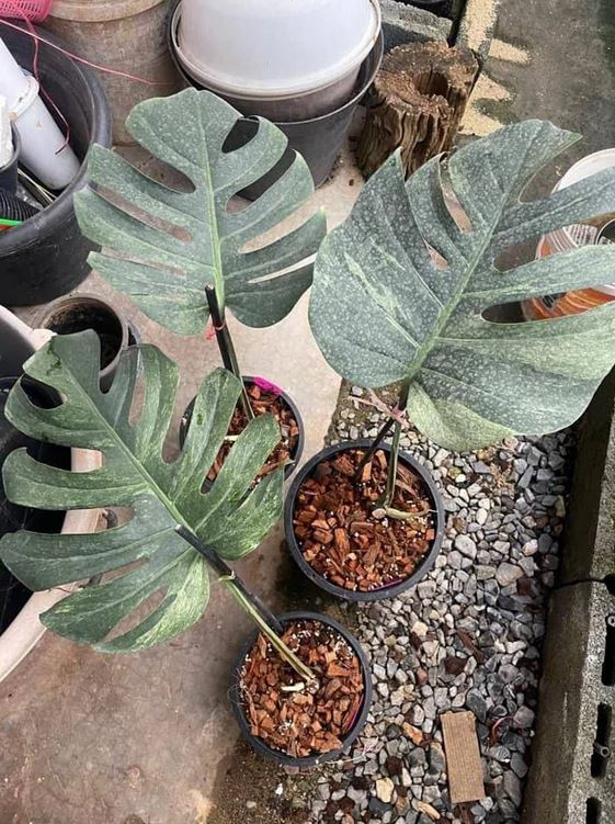 Monstera Mint (1 old leaf, 1 new active leaf) Tropical Plant Real Picture KOKONATPLANT