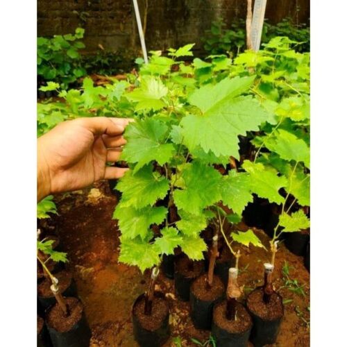 Wholesale Grafted Grape Mondrop Fruit Tree