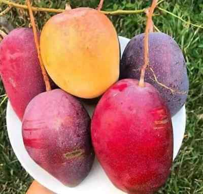 Wholesale Grafted Mango Miyazaki Plant Live, Fruit Tree