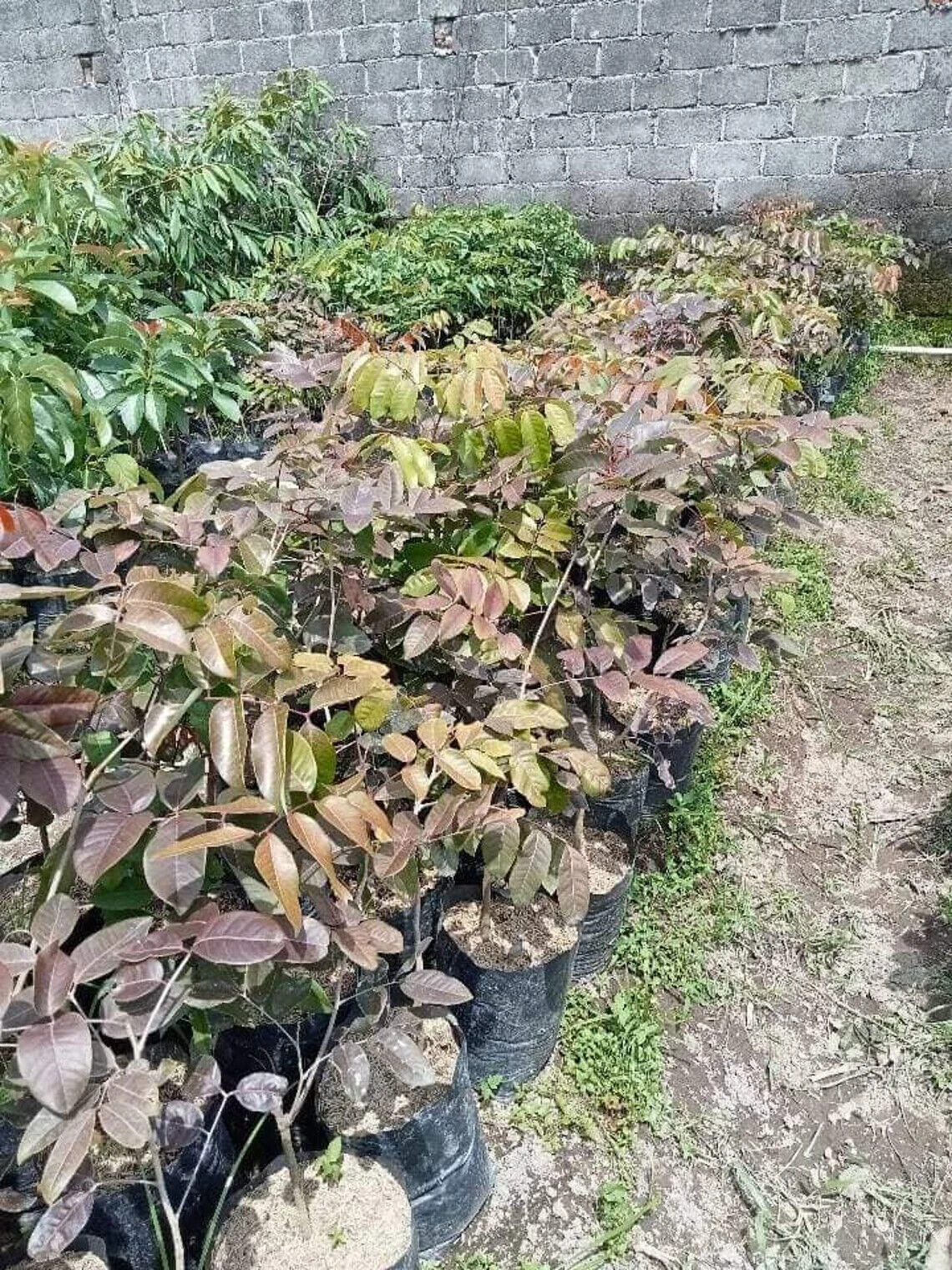 Wholesale Grafted Red Ruby Longan Fruit Tree Plant Live, Fruit Tree