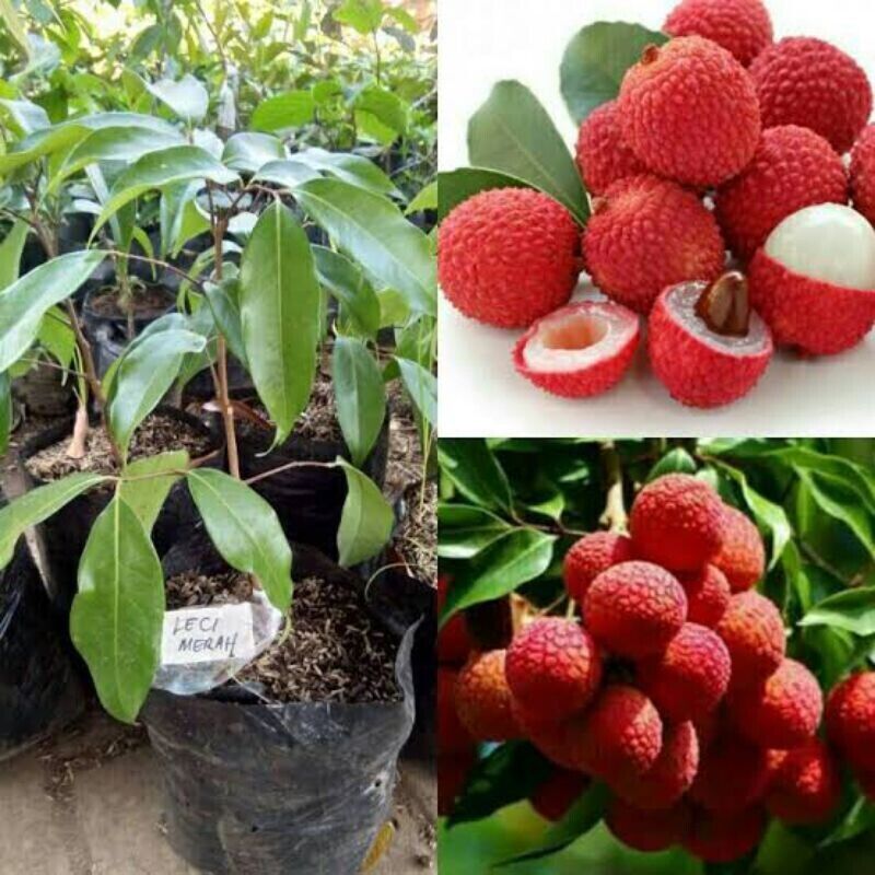 Wholesale Grafted Lychee Fruit Tree