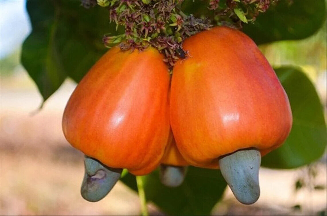 Wholesale Grafted Cashew (Anacardium occidentale) Plant Live, Fruit Tree