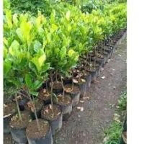 Wholesale Grafted Honey Jackfruit Plant Live, Fruit Tree