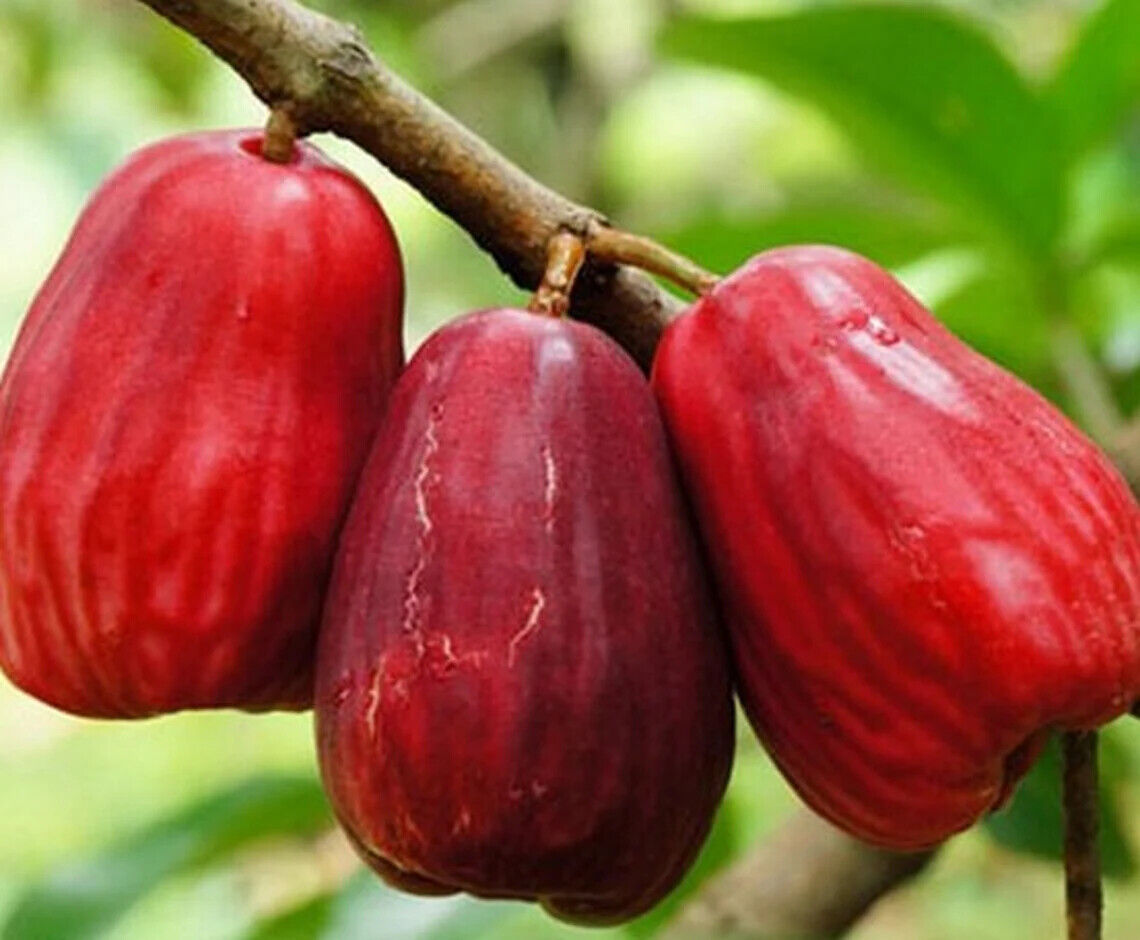 Wholesale Grafted Jamaica Water Apple Plant Live, Fruit Tree
