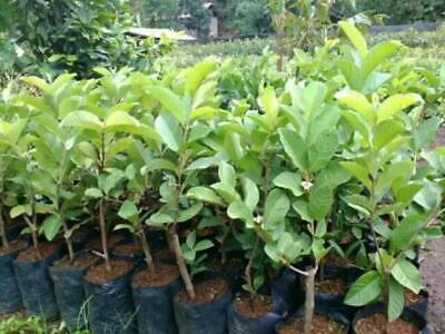 Wholesale Grafted Crystal Guava Green Fruit Tree
