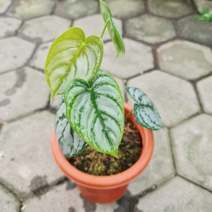 Philodendron Brandtianum Tropical Plants KOKONATPLANT