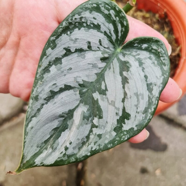 Philodendron Brandtianum Tropical Plants KOKONATPLANT