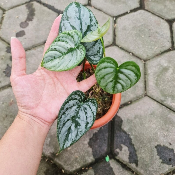 Philodendron Brandtianum Tropical Plants KOKONATPLANT