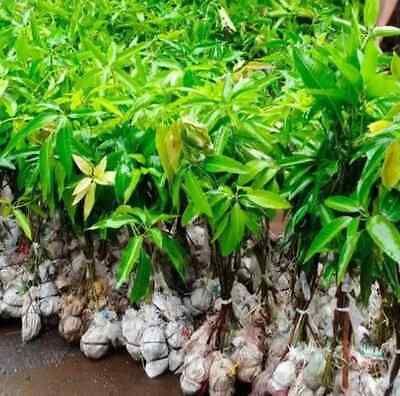 Wholesale Grafted Mango Miyazaki Plant Live, Fruit Tree