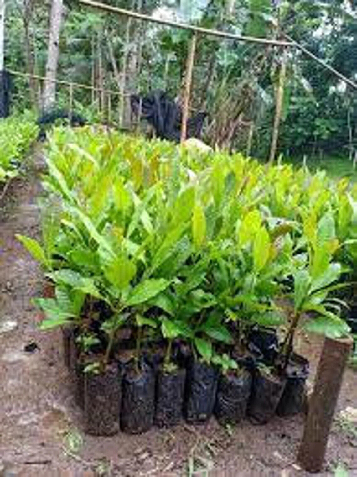 Wholesale Grafted Cashew (Anacardium occidentale) Plant Live, Fruit Tree