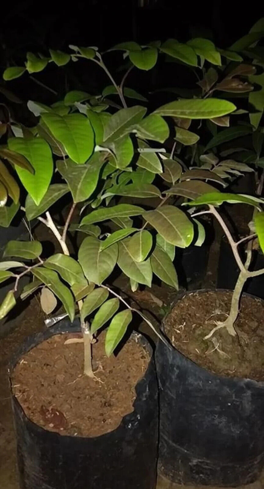 Wholesale Grafted Red Ruby Longan Fruit Tree Plant Live, Fruit Tree