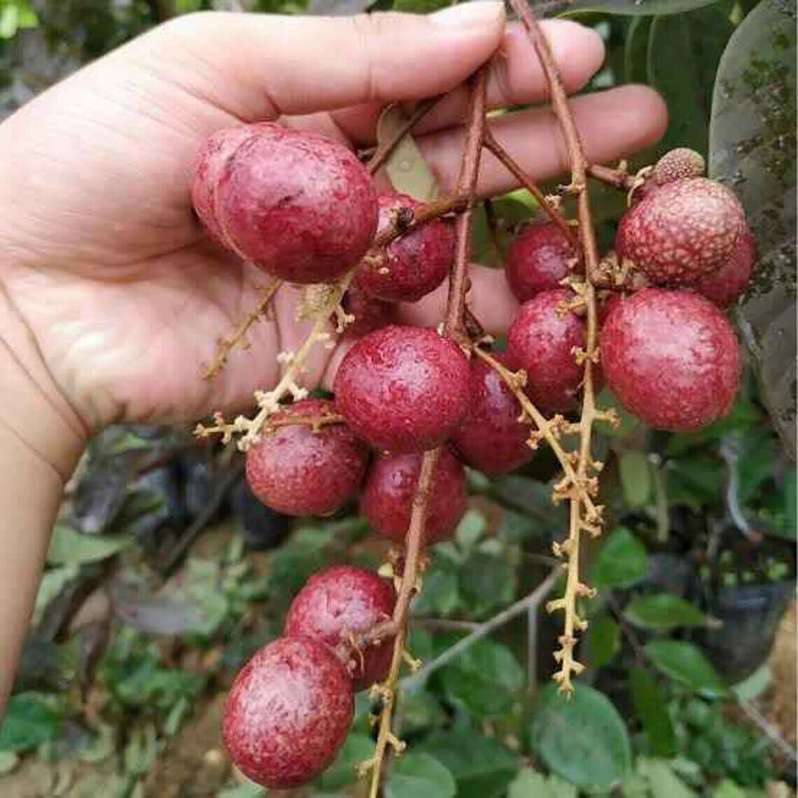 Wholesale Grafted Red Ruby Longan Fruit Tree Plant Live, Fruit Tree