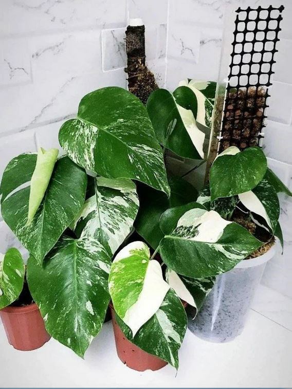 Monstera Albo Variegated SMALL KOKONATPLANT
