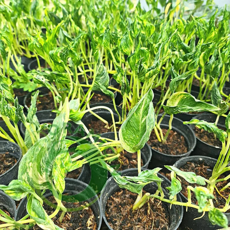 Philodendron Shangrila Variegated Tropical Plants KOKONATPLANT