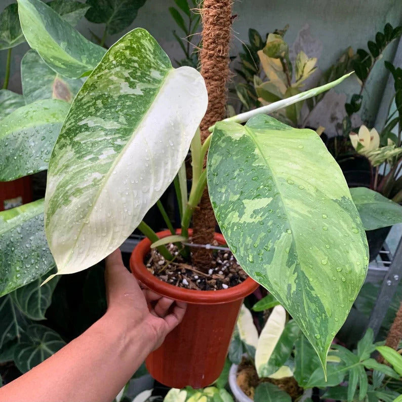 Philodendron Jose Buono Tropical Plants KOKONATPLANT