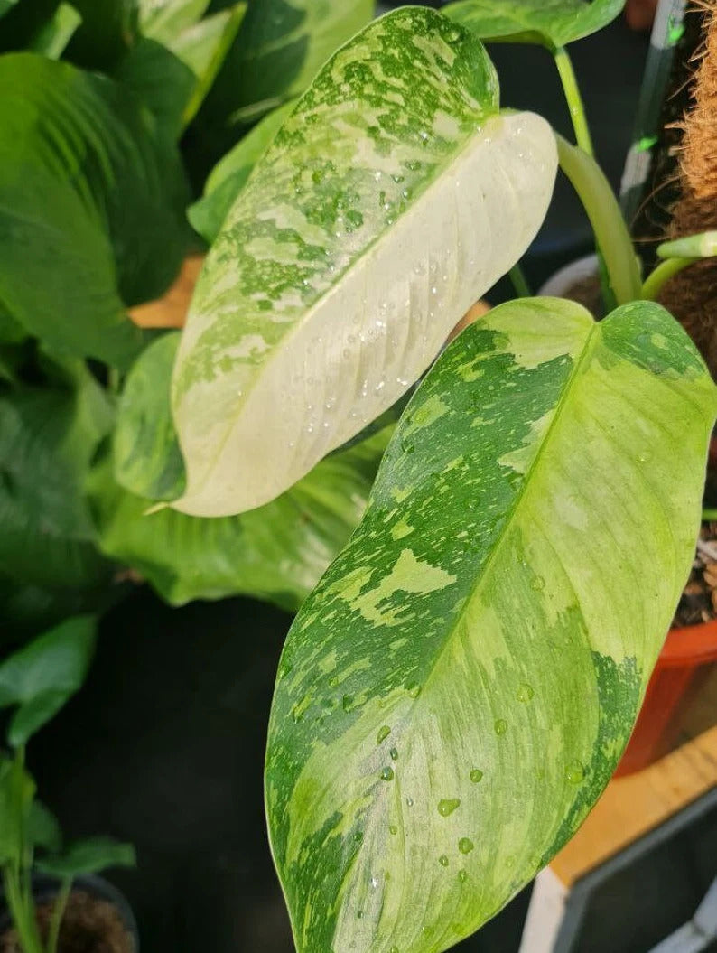 Philodendron Jose Buono Tropical Plants KOKONATPLANT